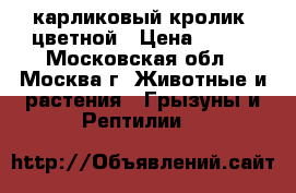 карликовый кролик  цветной › Цена ­ 500 - Московская обл., Москва г. Животные и растения » Грызуны и Рептилии   